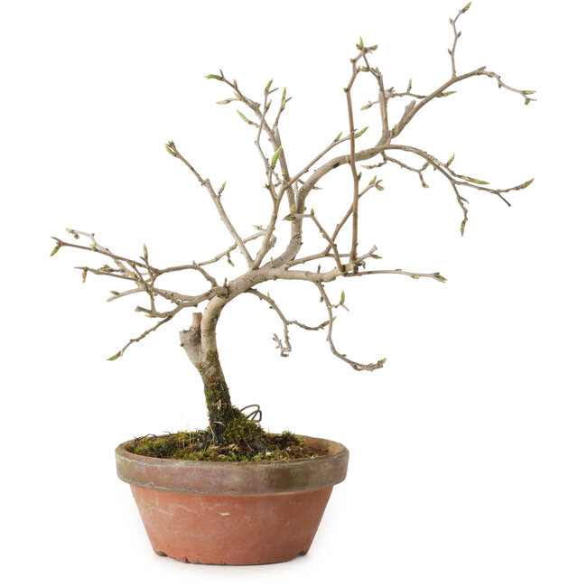 Diospyros kaki, 13 cm, ± 15 anni