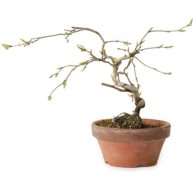 Diospyros kaki, 15 cm, ± 15 años de edad