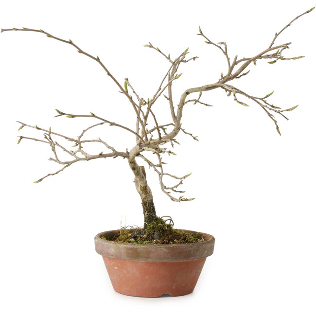 Diospyros kaki, 13 cm, ± 15 Jahre alt