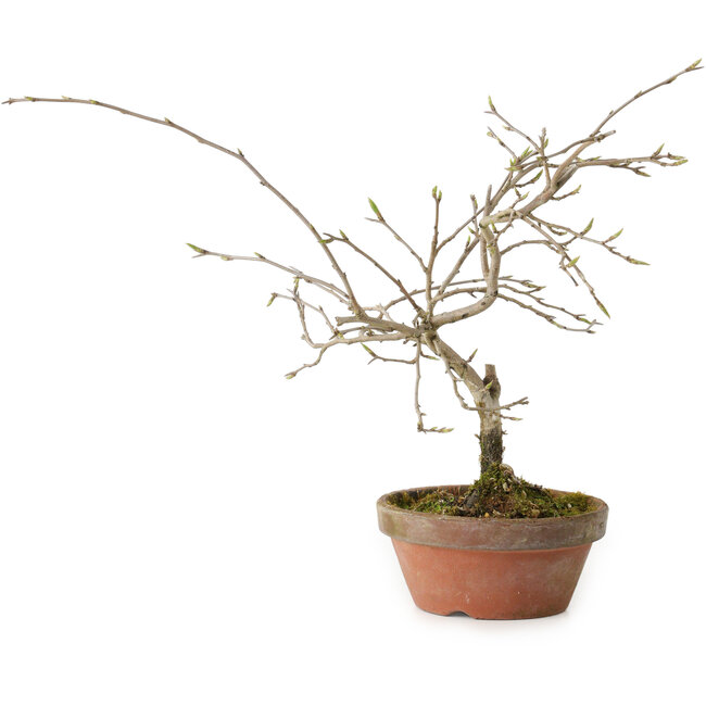 Diospyros kaki, 13 cm, ± 15 Jahre alt