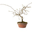 Diospyros kaki, 13 cm, ± 15 Jahre alt
