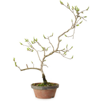 Diospyros kaki, 36 cm, ± 15 jaar oud