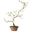 Diospyros kaki, 36 cm, ± 15 anni