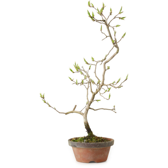 Diospyros kaki, 36 cm, ± 15 años