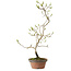 Diospyros kaki, 36 cm, ± 15 anni