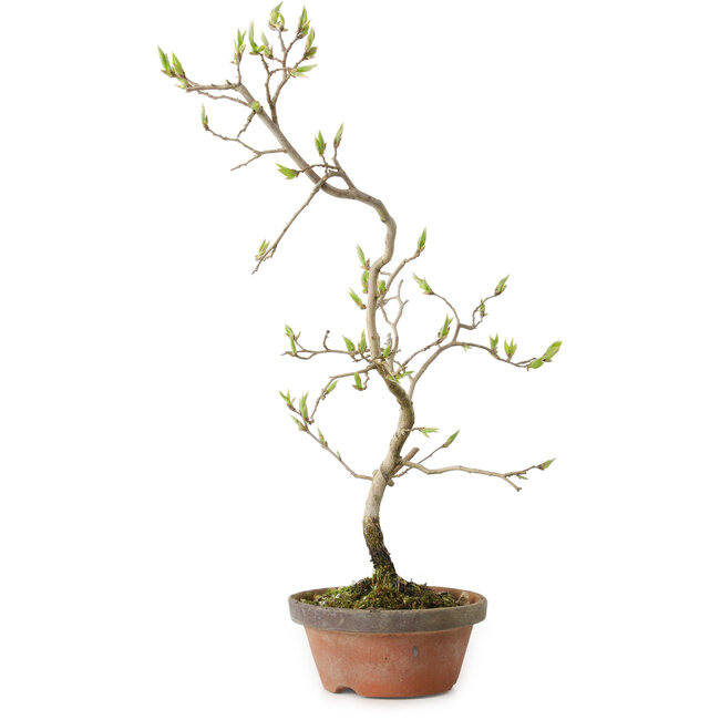 Diospyros kaki, 36 cm, ± 15 anni
