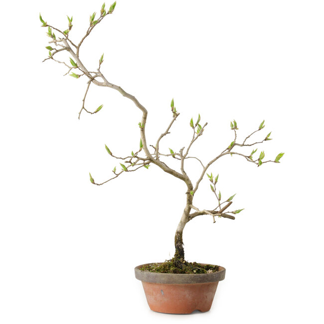 Diospyros kaki, 36 cm, ± 15 anni