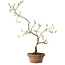 Diospyros kaki, 36 cm, ± 15 anni