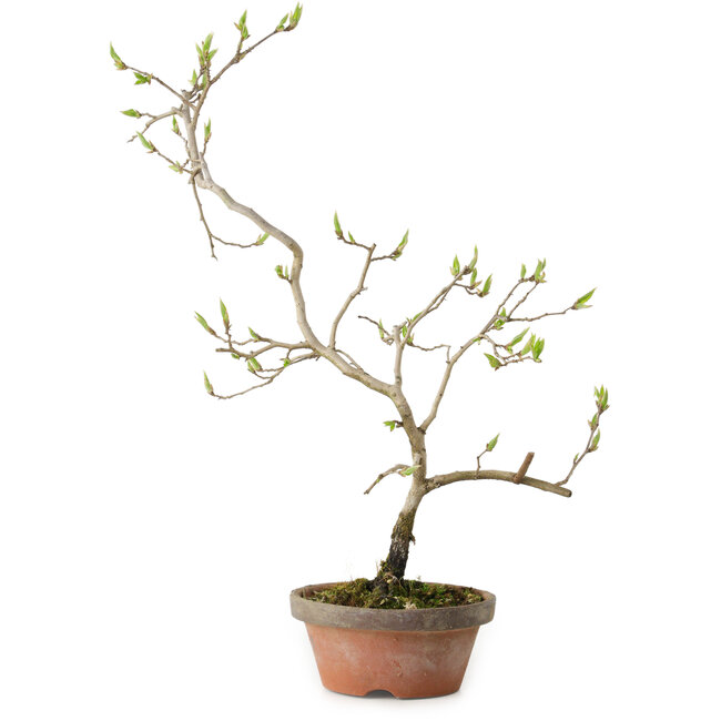 Diospyros kaki, 36 cm, ± 15 ans