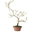 Diospyros kaki, 36 cm, ± 15 anni