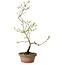 Diospyros kaki, 36 cm, ± 15 anni