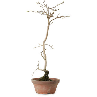 Diospyros kaki, 40 cm, ± 15 anni