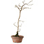 Diospyros kaki, 40 cm, ± 15 anni