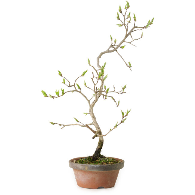 Diospyros kaki, 36 cm, ± 15 jaar oud