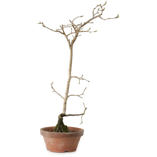 Diospyros kaki, 40 cm, ± 15 anni