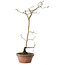 Diospyros kaki, 40 cm, ± 15 ans