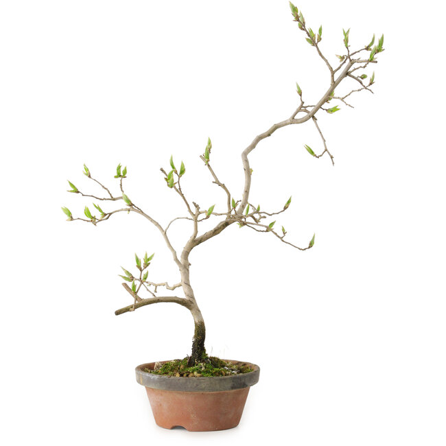 Diospyros kaki, 36 cm, ± 15 jaar oud