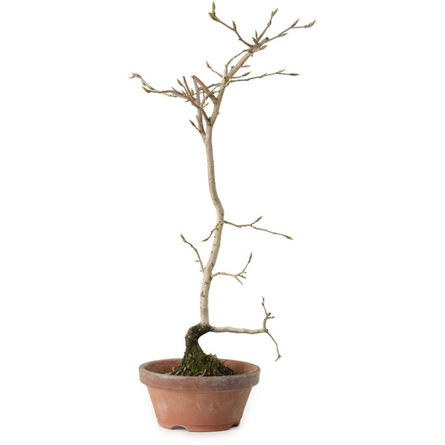 Diospyros kaki, 40 cm, ± 15 anni