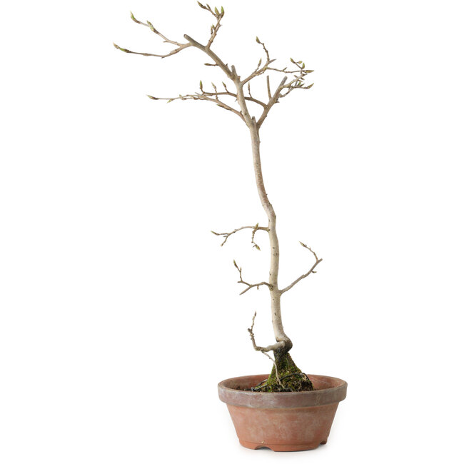 Diospyros kaki, 40 cm, ± 15 anni