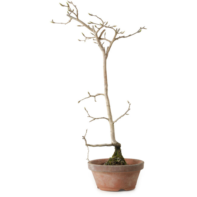 Diospyros kaki, 40 cm, ± 15 anni