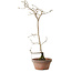 Diospyros kaki, 40 cm, ± 15 anni