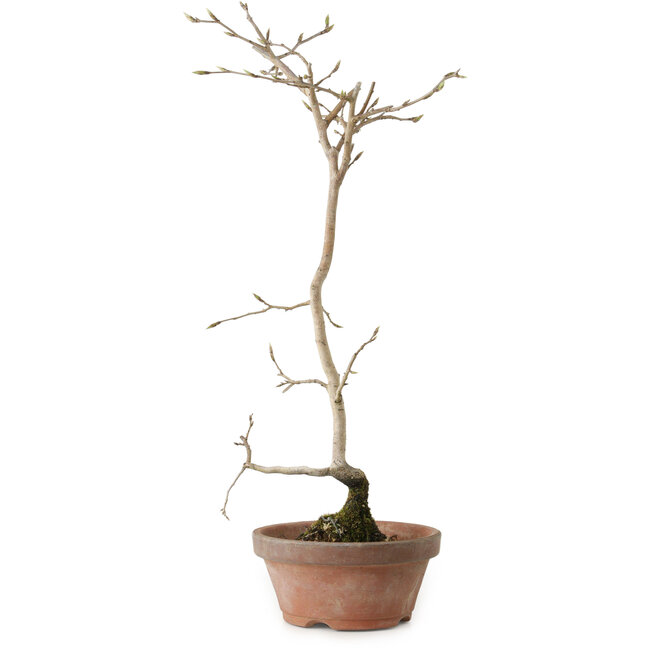 Diospyros kaki, 40 cm, ± 15 anni