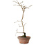 Diospyros kaki, 40 cm, ± 15 anni