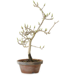 Diospyros kaki, 29 cm, ± 15 anni