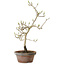 Diospyros kaki, 29 cm, ± 15 anni