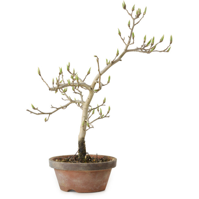 Diospyros kaki, 29 cm, ± 15 Jahre alt