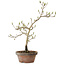 Diospyros kaki, 29 cm, ± 15 ans