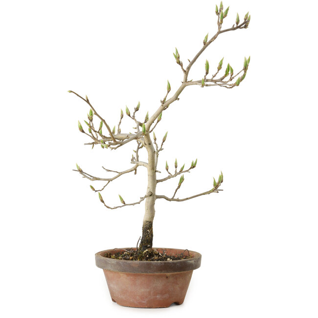Diospyros kaki, 29 cm, ± 15 Jahre alt