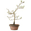Diospyros kaki, 29 cm, ± 15 anni