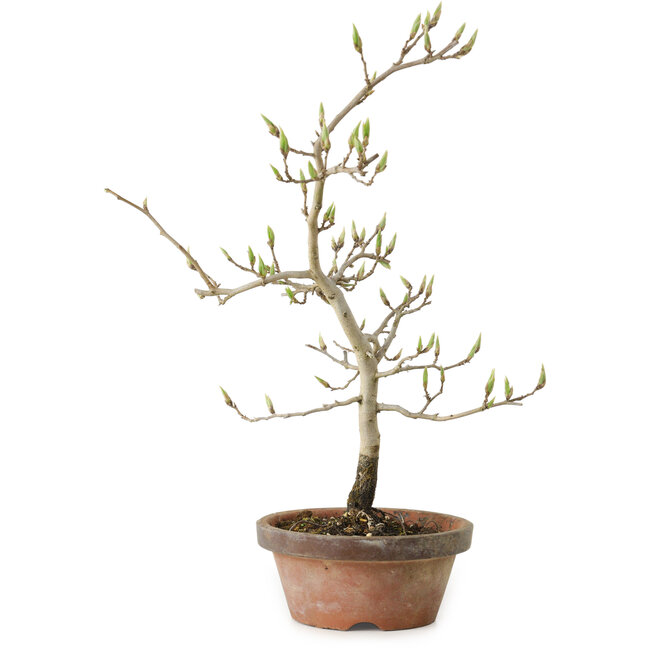 Diospyros kaki, 29 cm, ± 15 anni