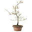 Diospyros kaki, 29 cm, ± 15 anni