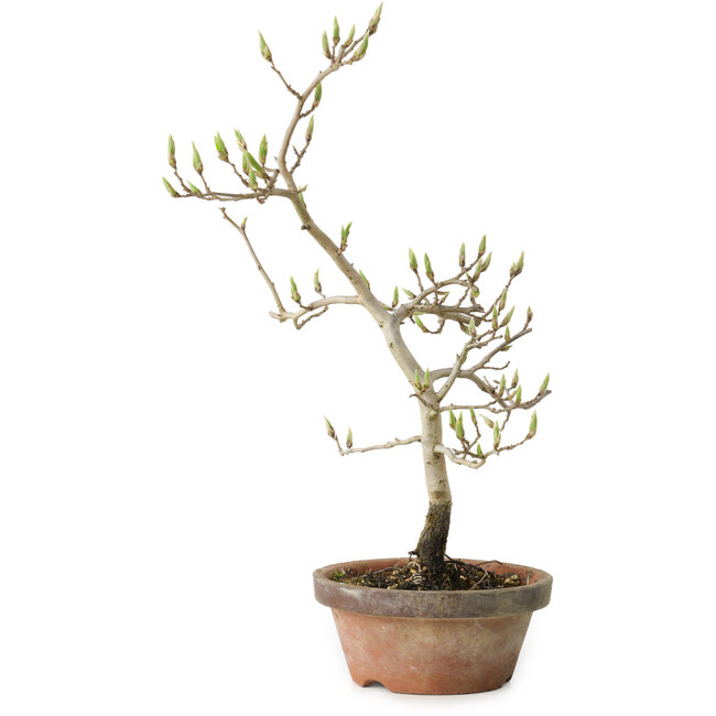 Diospyros kaki, 29 cm, ± 15 Jahre alt
