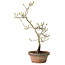 Diospyros kaki, 29 cm, ± 15 anni