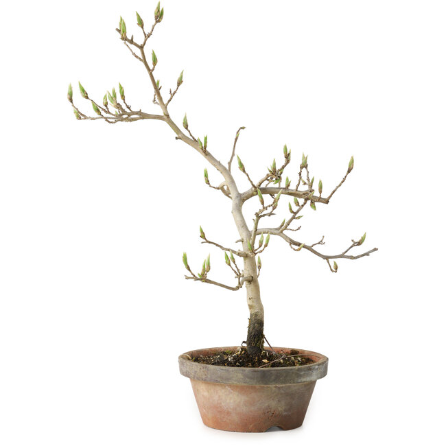 Diospyros kaki, 29 cm, ± 15 ans