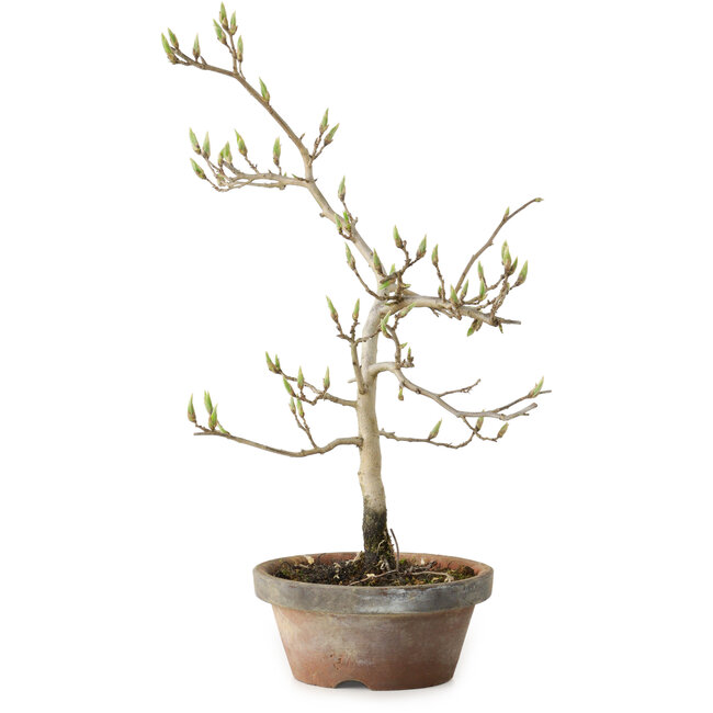 Diospyros kaki, 29 cm, ± 15 jaar oud