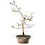 Diospyros kaki, 29 cm, ± 15 ans