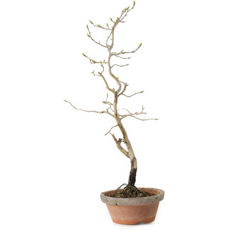 Diospyros kaki, 38 cm, ± 15 jaar oud