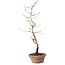Diospyros kaki, 38 cm, ± 15 anni