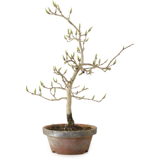 Diospyros kaki, 29 cm, ± 15 anni