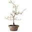 Diospyros kaki, 29 cm, ± 15 anni