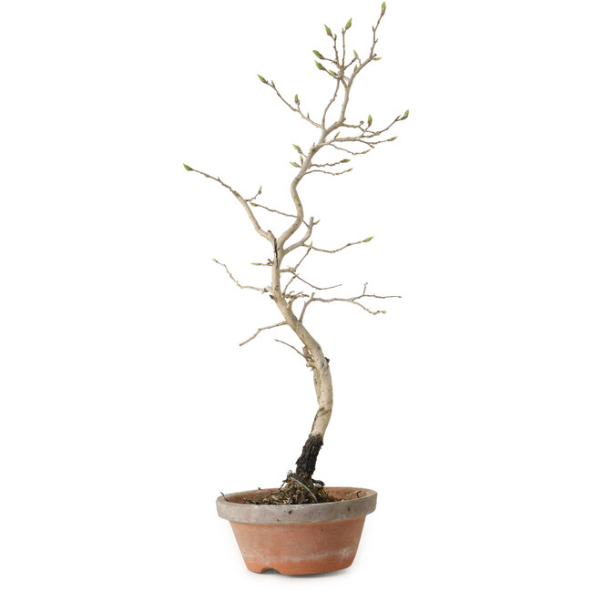 Diospyros kaki, 38 cm, ± 15 anni
