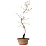 Diospyros kaki, 38 cm, ± 15 anni