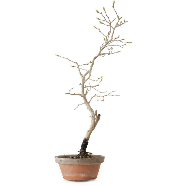 Diospyros kaki, 38 cm, ± 15 anni