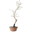 Diospyros kaki, 38 cm, ± 15 anni