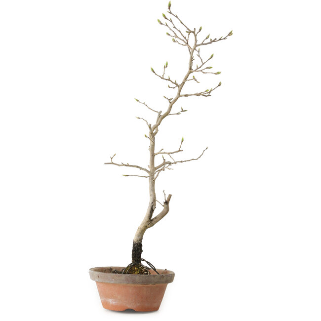 Diospyros kaki, 38 cm, ± 15 anni