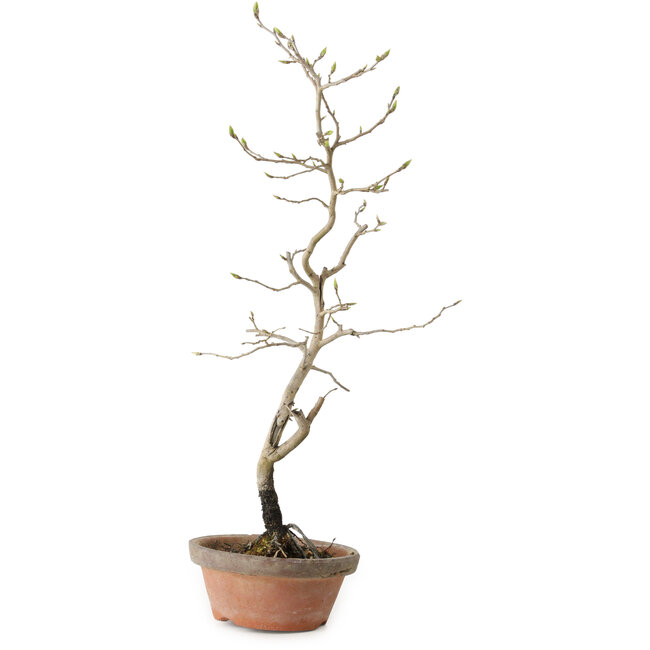 Diospyros kaki, 38 cm, ± 15 ans